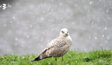 Latviju šķērso sniega mākoņu zona, gaidāmi nokrišņi un apledojums - tv3.lv