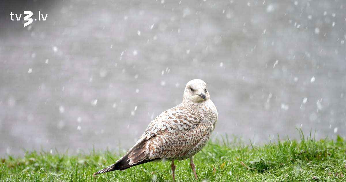 Latviju šķērso sniega mākoņu zona, gaidāmi nokrišņi un apledojums - tv3.lv