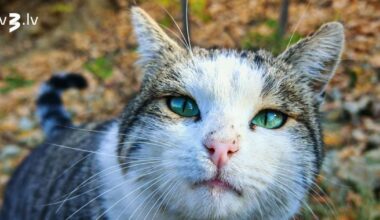 Dvīņiem jāliek lietā diplomātija, Lauvām agri jādodas pie miera – 25. novembra horoskops