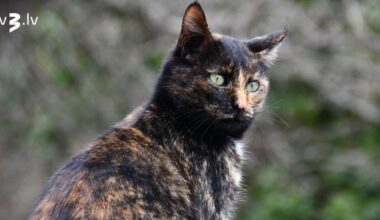 Vēžiem attiecībās jāveic “mākslīgā elpināšana”, Skorpioni būs destruktīvu emociju varā – 24. novembra horoskops