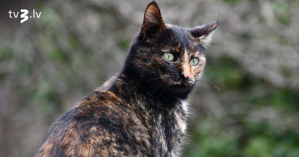 Vēžiem attiecībās jāveic “mākslīgā elpināšana”, Skorpioni būs destruktīvu emociju varā – 24. novembra horoskops