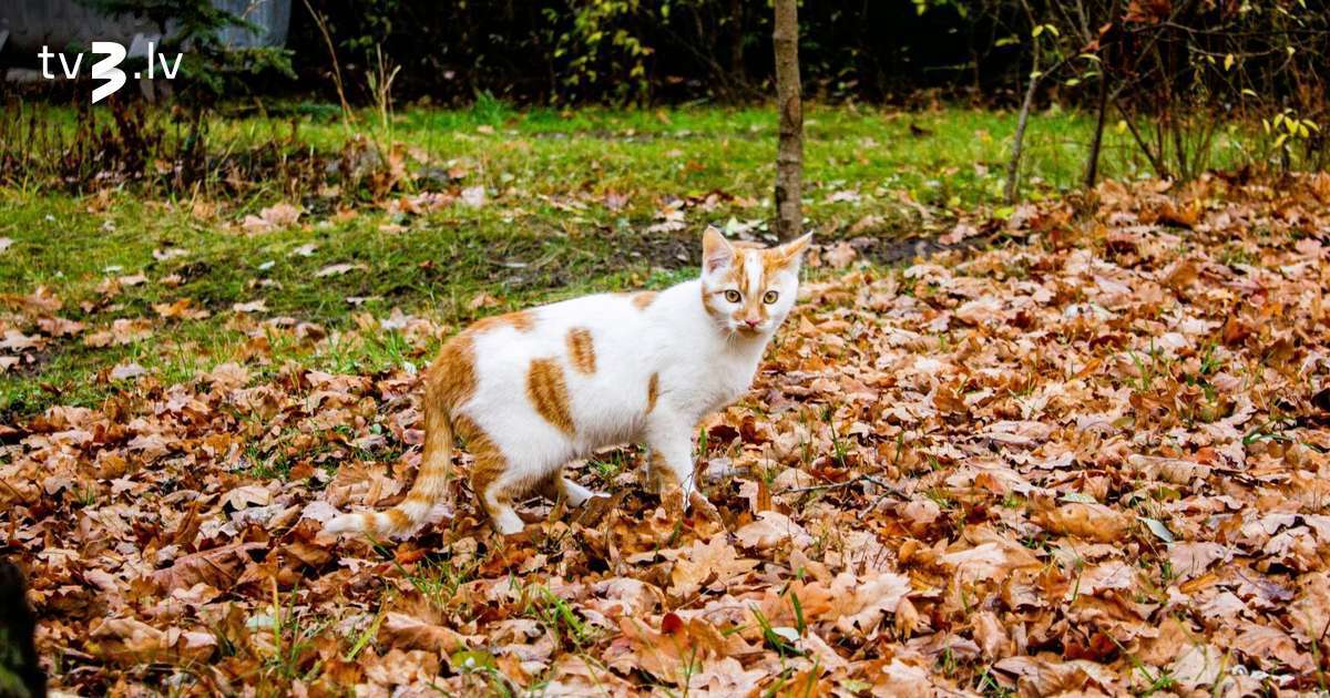 Skorpioni saņems gandarījuma veltes, Zivis var aizkavēties darbā – 14. novembra horoskops