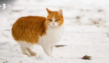 Dvīņiem jānoskaņojas uz atpūtu, Svariem negaidītas pārmaiņas attiecībās – 29. novembra horoskops