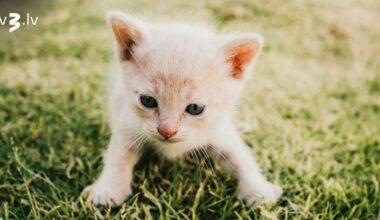 Vēžiem emocionāls piesātinājums, Mežāžiem jāizvairās no trakulīgas nakts dzīves – 7. novembra horoskops