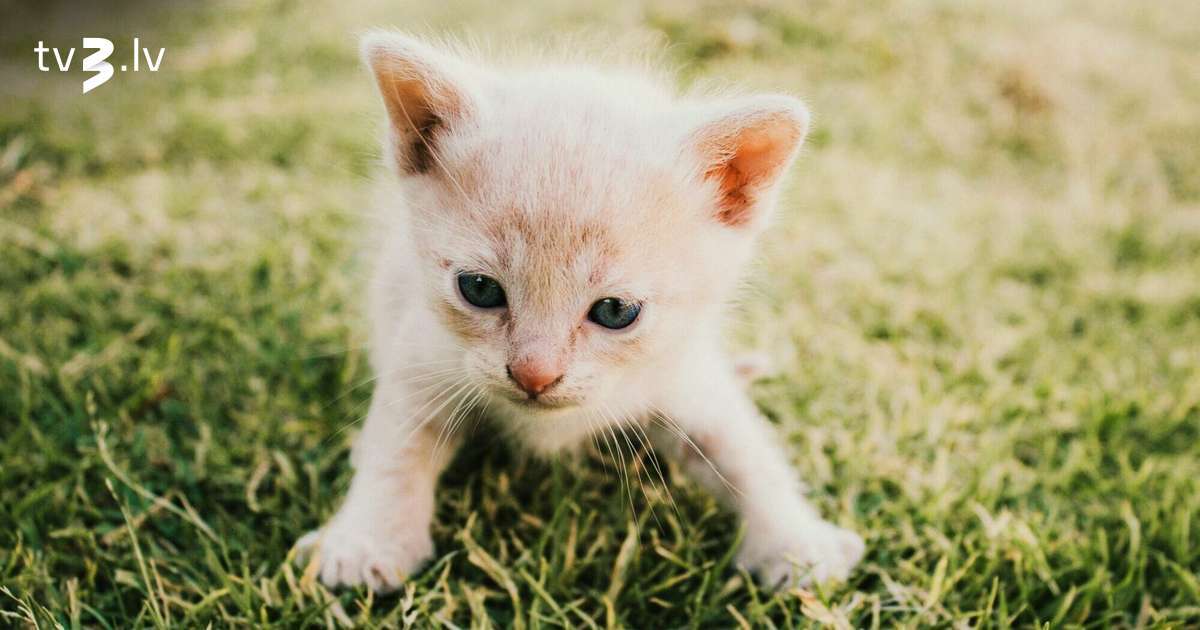 Vēžiem emocionāls piesātinājums, Mežāžiem jāizvairās no trakulīgas nakts dzīves – 7. novembra horoskops