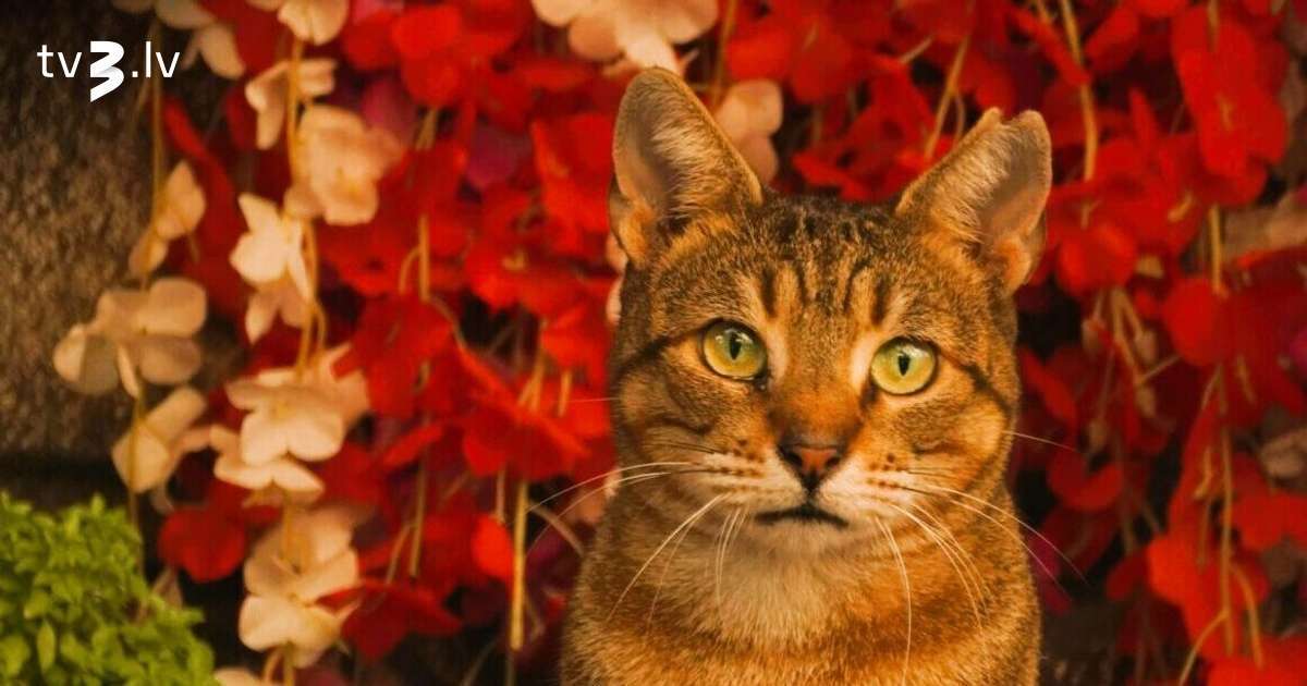 Vēžiem nevajadzētu krist galējībās, Jaunavām labāk ieslēgt autopilotu – 12. novembra horoskops