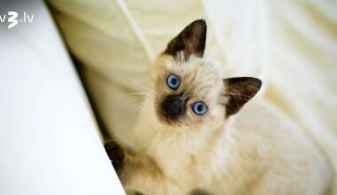 Auniem jāveltī uzmanība vecākiem, Jaunavas izcelsies ar neparedzamību – 18. novembra horoskops - tv3.lv