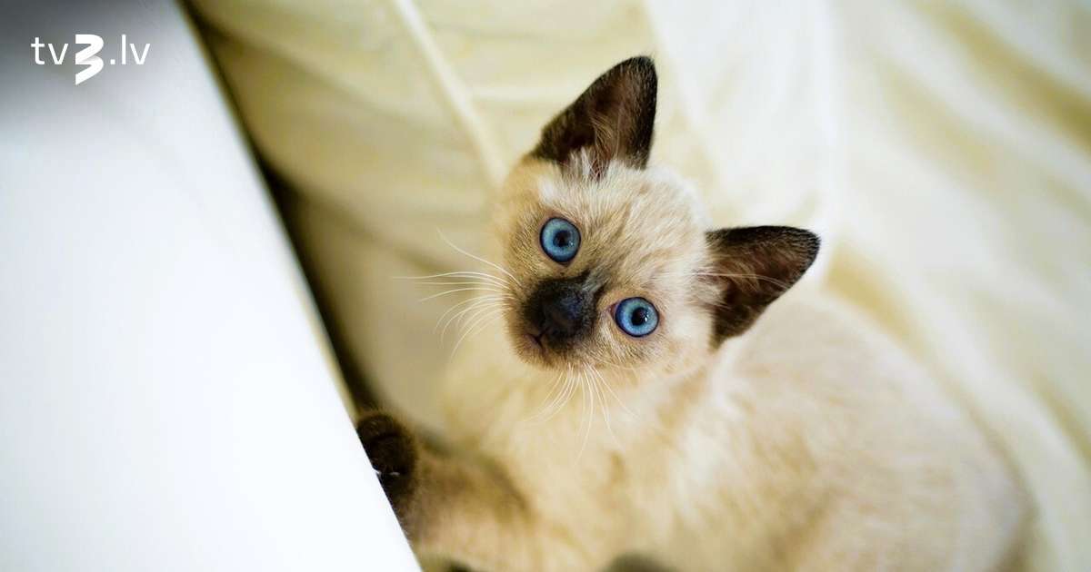 Auniem jāveltī uzmanība vecākiem, Jaunavas izcelsies ar neparedzamību – 18. novembra horoskops - tv3.lv