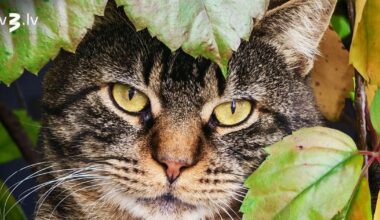 Lauvas pārsteigs tuvinieku rīcība, Jaunavām pozitīvi satraucoša diena – 9. novembra horoskops