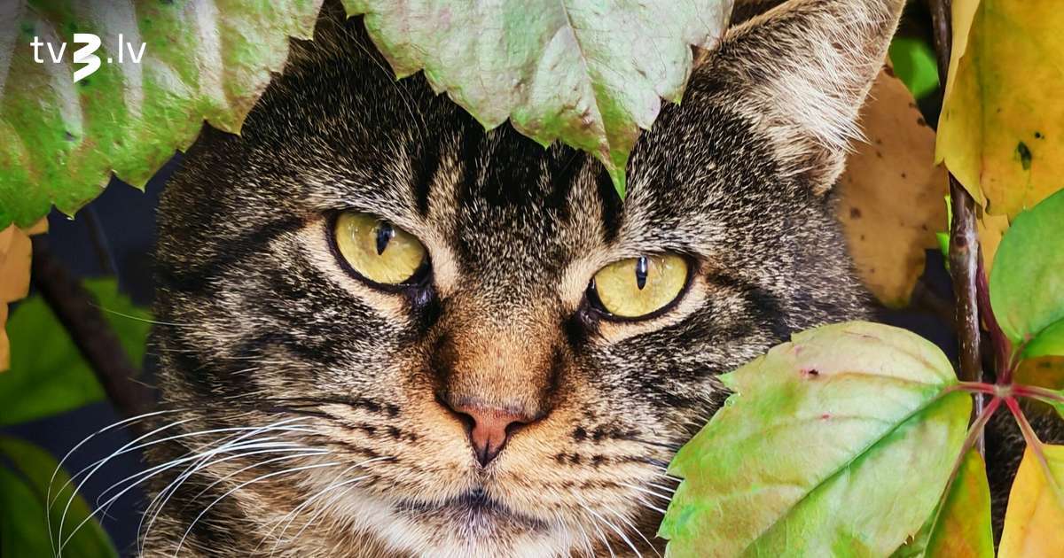 Lauvas pārsteigs tuvinieku rīcība, Jaunavām pozitīvi satraucoša diena – 9. novembra horoskops