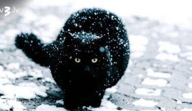 Strēlnieki var saņemt algas pielikumu, Mežāži zaudēs mēra sajūtu – 27. novembra horoskops