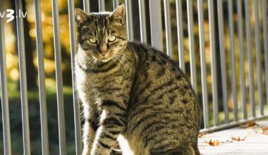 Lauvas var pārņemt iepirkšanās kāre, Ūdensvīriem jātur solījumi – 16. novembra horoskops