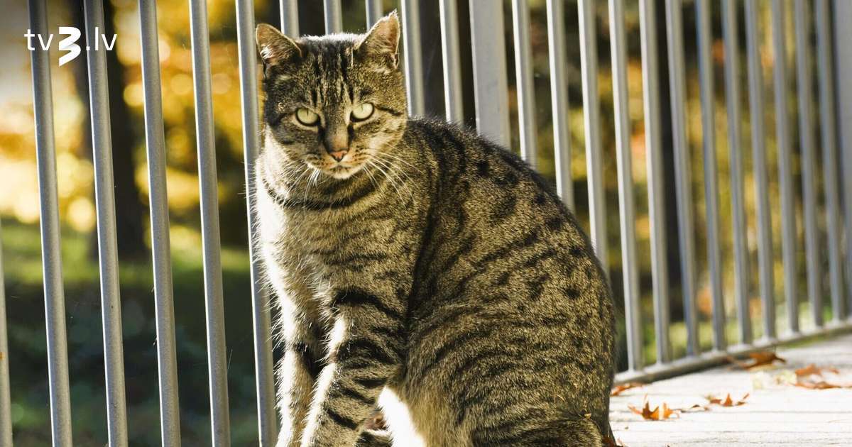 Lauvas var pārņemt iepirkšanās kāre, Ūdensvīriem jātur solījumi – 16. novembra horoskops