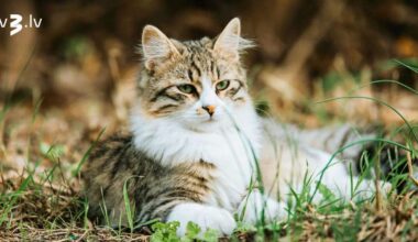 Vērši saņems romantiskas uzmanības apliecinājumus, Skorpioni enerģiju veltīs sev – 15. novembra horoskops