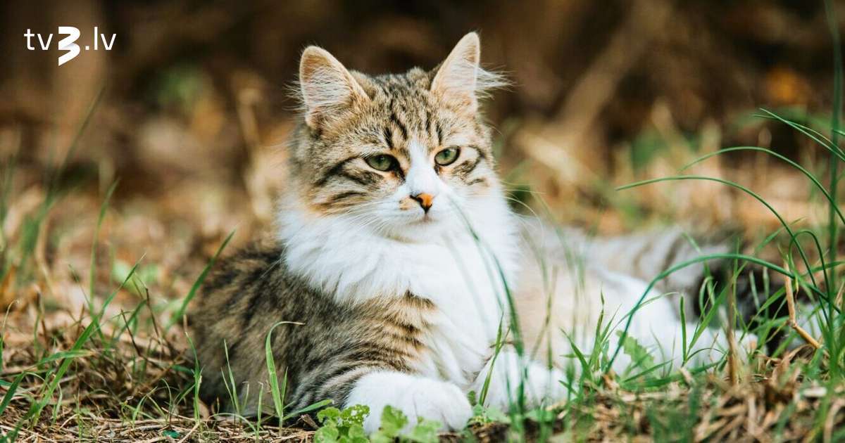 Vērši saņems romantiskas uzmanības apliecinājumus, Skorpioni enerģiju veltīs sev – 15. novembra horoskops