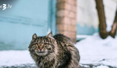 Auni vēlēsies mainīt savas attiecības, Dvīņiem notiekošais jāuztver viegli – 17. novembra horoskops