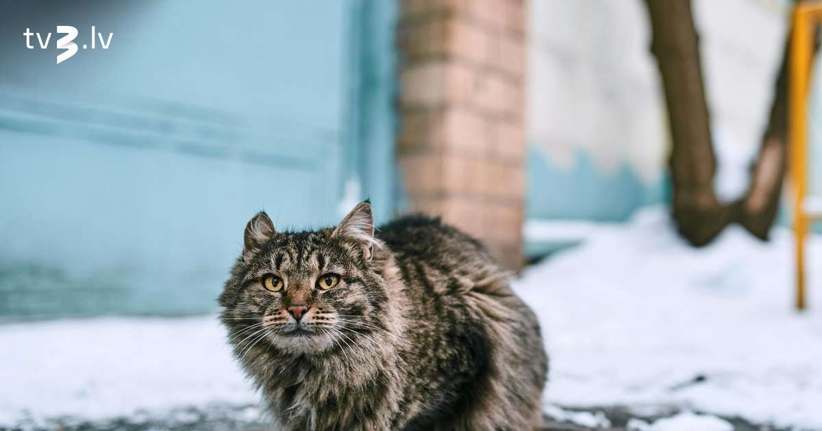 Auni vēlēsies mainīt savas attiecības, Dvīņiem notiekošais jāuztver viegli – 17. novembra horoskops