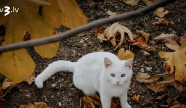 Jaunavām jāizvairās no pārlieku lielas atklātības, Strēlnieki būs optimistiski – 11. novembra horoskops