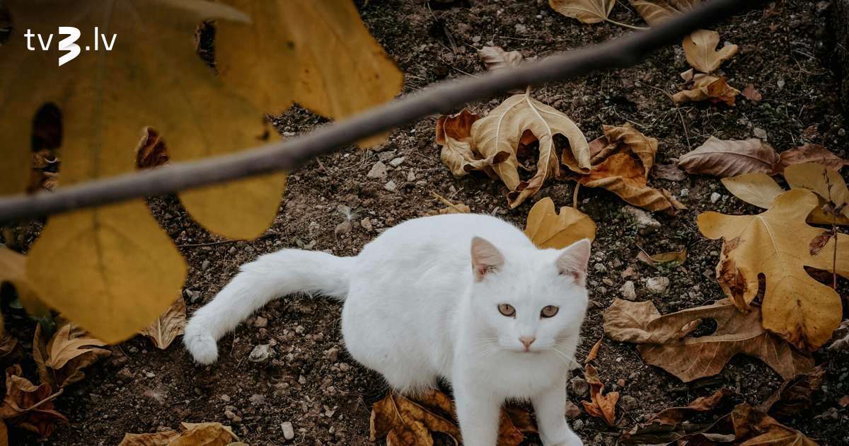 Jaunavām jāizvairās no pārlieku lielas atklātības, Strēlnieki būs optimistiski – 11. novembra horoskops