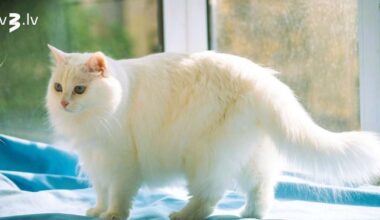 Svari būs lielas dilemmas priekšā, Strēlniekus pievilks jaunas lietas – 17. novembra horoskops