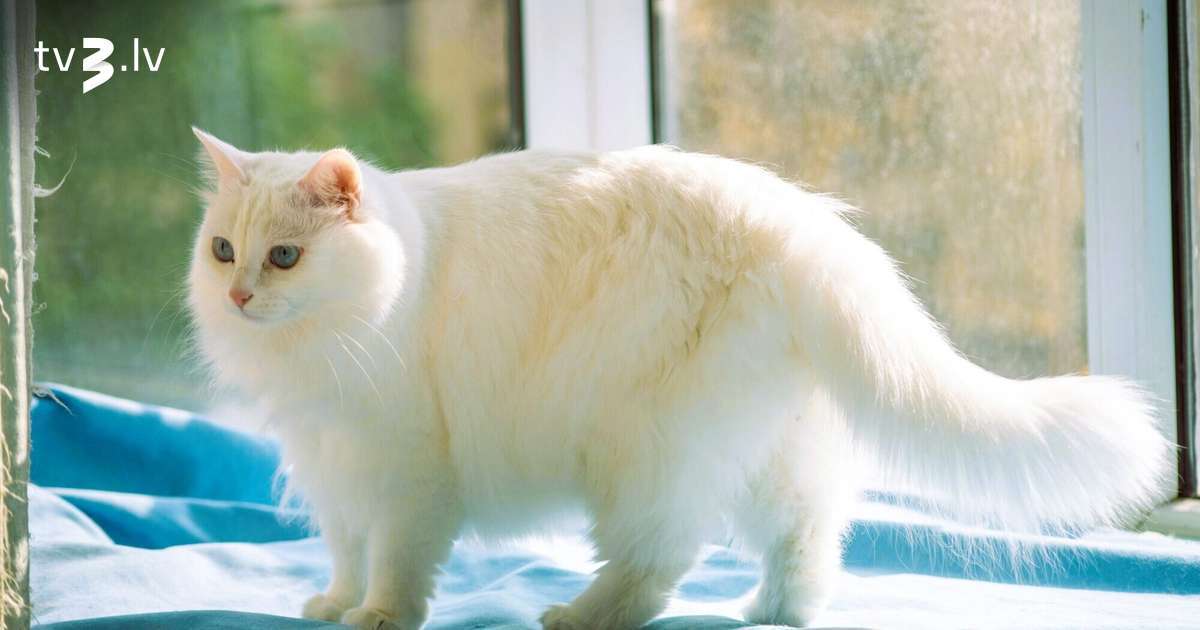 Svari būs lielas dilemmas priekšā, Strēlniekus pievilks jaunas lietas – 17. novembra horoskops