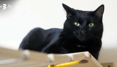 Vēršus vilinās aizkulišu drāma, Zivīm jāatturas no patieso domu atklāšanas – 22. novembra horoskops