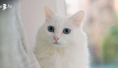 Dvīņiem nāksies pielāgoties citu plāniem, Mežāžiem izpaudīsies garastāvokļa svārstības – 23. novembra horoskops