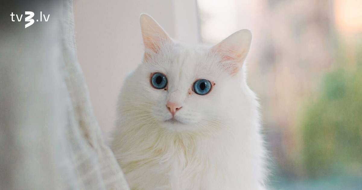 Dvīņiem nāksies pielāgoties citu plāniem, Mežāžiem izpaudīsies garastāvokļa svārstības – 23. novembra horoskops