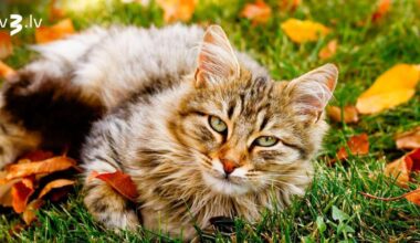 Svariem nāksies kļūt par starpnieku, Zivīm jāturas saprāta rāmjos – 13. novembra horoskops