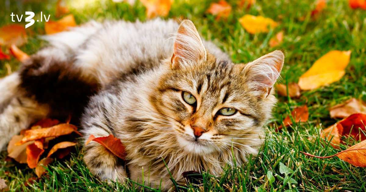 Svariem nāksies kļūt par starpnieku, Zivīm jāturas saprāta rāmjos – 13. novembra horoskops