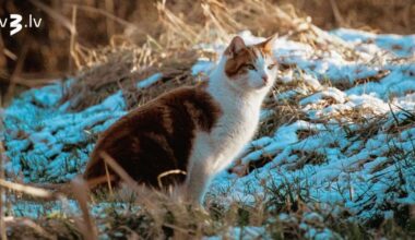 Vēži var saņemt atteikumu, Jaunavām dzelzs jākaļ, kamēr tā karsta – 28. novembra horoskops
