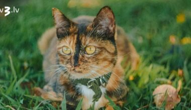 Auniem neizdosies atjautīgi pielāgoties, Dvīņiem nevajag domāt par materiāliem labumiem – 10. novembra horoskops