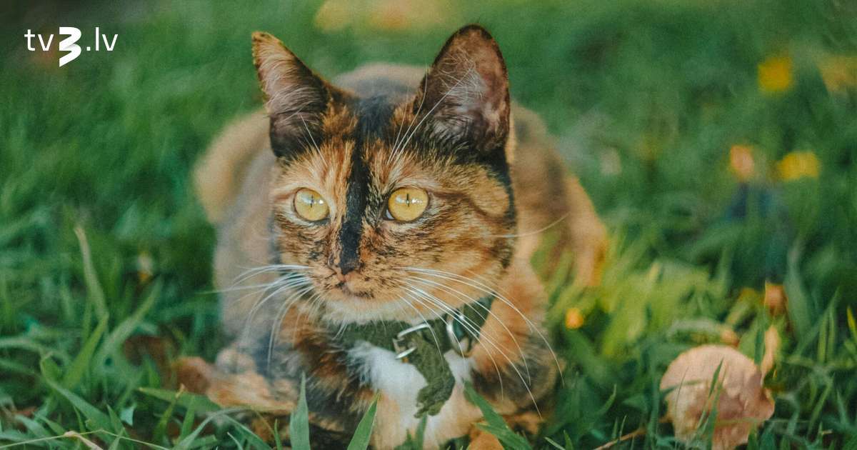 Auniem neizdosies atjautīgi pielāgoties, Dvīņiem nevajag domāt par materiāliem labumiem – 10. novembra horoskops