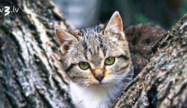 Vēži radīs risinājumu ieilgušai problēmai, Lauvas var nonākt neveiklā situācijā – 19. novembra horoskops