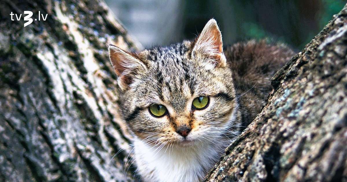 Vēži radīs risinājumu ieilgušai problēmai, Lauvas var nonākt neveiklā situācijā – 19. novembra horoskops