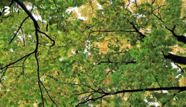 Piektdien norims vējš un vietām īslaicīgi līs