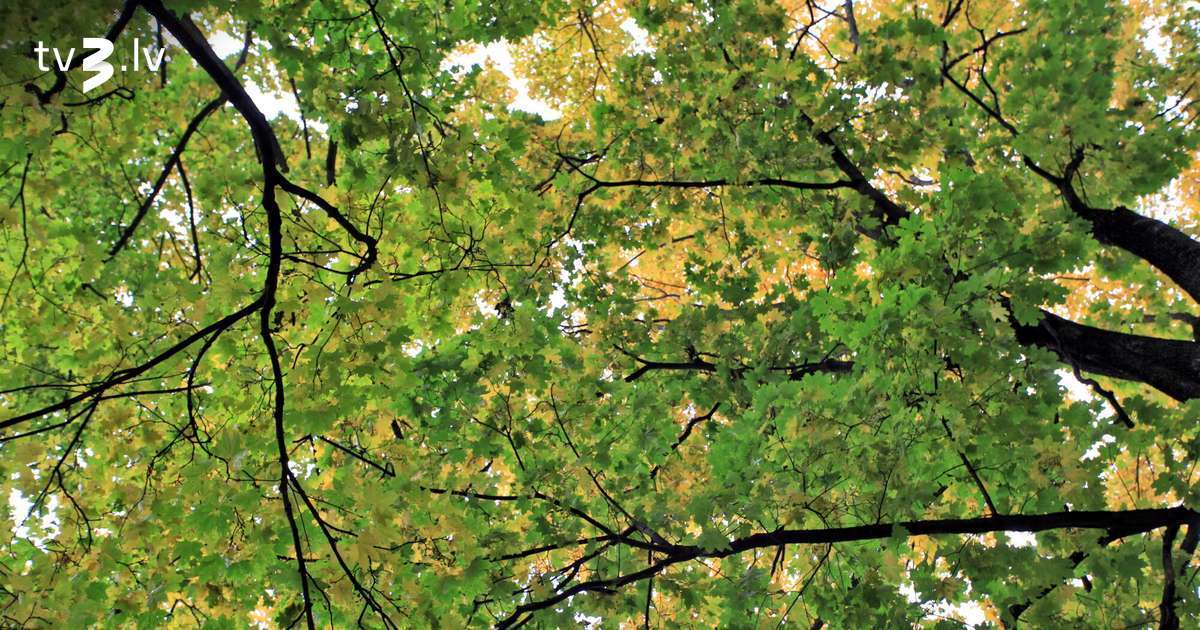 Piektdien norims vējš un vietām īslaicīgi līs