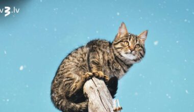 Svariem attiecībās jālūkojas pēc izlīguma, Zivis var kāpt uz lielās skatuves – 20. novembra horoskops