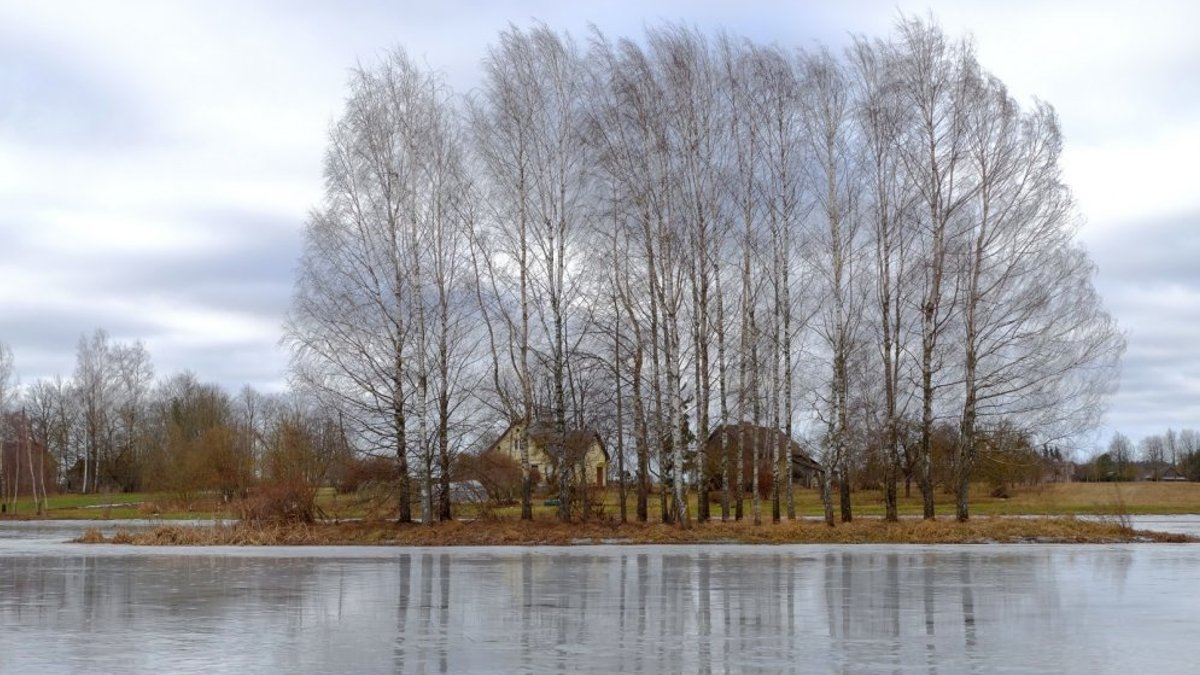 Svētku nedēļā gaidāms vēss, bet ne sniegots laiks