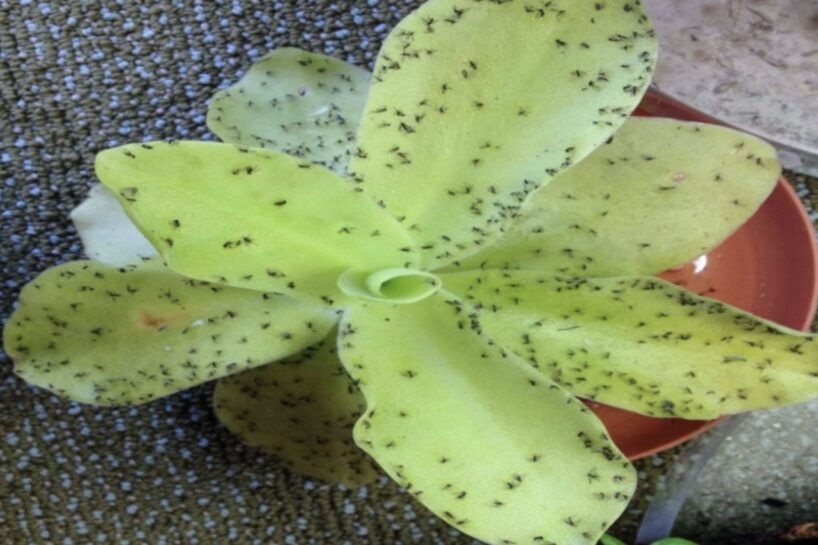 Kā es atbrīvojos no ziedu mušiņām uz visiem laikiem ar vienkāršu līdzekli