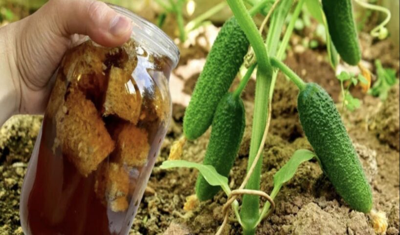 Neizmetiet veco maizi: vienkārša mēslojuma recepte, no kuras augi aug kā uz rauga