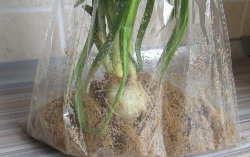 Ietaupīju kaudzi laika: tagad sīpolus audzēju tikai “pēc ārzemju” metodes maisiņos