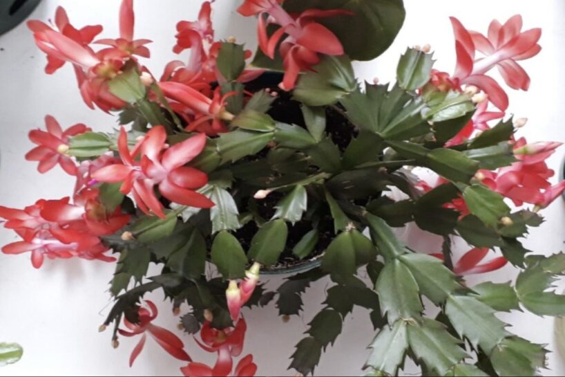 Paziņas no laukiem ieteica, ar ko aplaistīt Ziemassvētku kaktusu, kurš nekad nav ziedējis