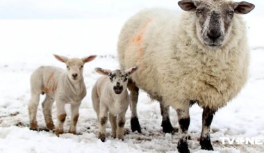 Horoskops pirmdienai - 1. decembrim