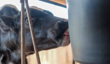 Latvijā veido veterinārās e-veselības sistēmu - Delfi