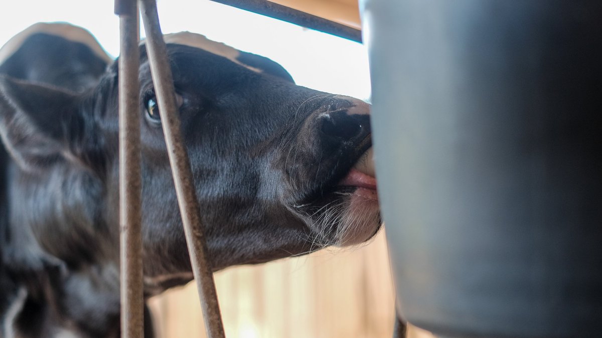 Latvijā veido veterinārās e-veselības sistēmu - Delfi