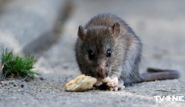 Tiek vākti paraksti par žurku izplatīšanās novēršanu Rīgā