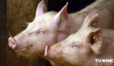 Konstatēts ĀCM uzliesmojums Līksnas pagastā