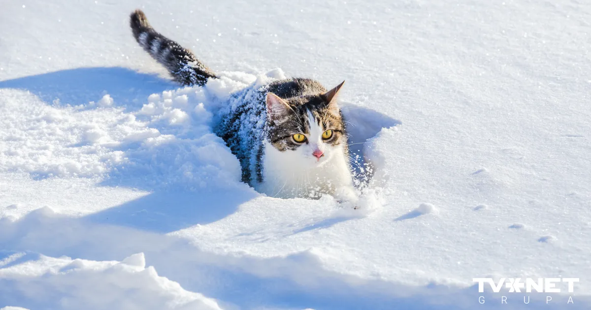 Sinoptiķu laika prognoze Jaungada naktij un svētku brīvdienām