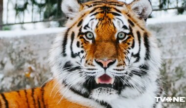 Horoskops ceturtdienai, 18. decembrim